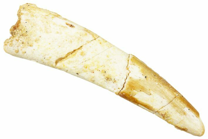 Fossil Pterosaur (Siroccopteryx) Tooth - Morocco #245970